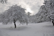 Schneebäume