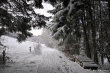 Wintertannen