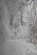 Schneeschauer