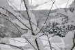 Verschneite Dornen
