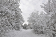 Schaumschneewald
