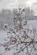 Schneebeeren