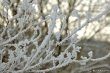 Wintergeäst