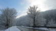 Silberschneewald beim Dimmhold