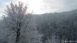 Silberwald im Januar