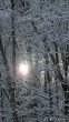 Winterwaldauge