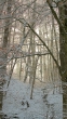 Geheime Waldbotschaften