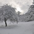 Schneebäume