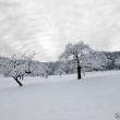 Verschneite Bergbäume