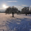 Januarsonne mit Obstbäumen