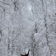Wintermärchenwald