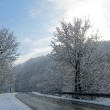 Silberschneewald beim Dimmhold