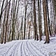 Wald mit Lichtschimmer