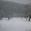 Obstbäume im Januar