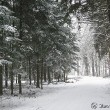 Winterwald