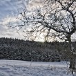 Winterlicher Baum