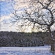 Winterlicher Baum, Reprise