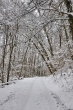Winterwald