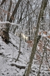 Winterwald mit Sonnenblick