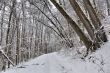 Verschneiter Winterwald