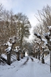 Küssaburgkastanien im Schnee