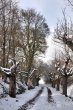 Küssaburgkastanien im Schnee