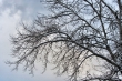 Winterliches Geäst