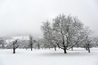 Obstbäume im Winter