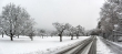 Obstbäume im Winter
