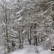 Wintermärchenwald, fotografiert von Martin Dühning