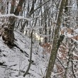 Winterwald mit Sonnenblick