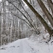 Verschneiter Winterwald