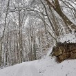 Verschneiter Winterwald