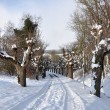 Küssaburgweg im Schnee