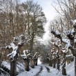 Küssaburgkastanien im Schnee