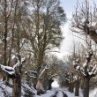 Küssaburgkastanien im Schnee