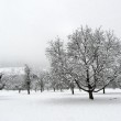 Obstbäume im Winter