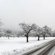 Obstbäume im Winter