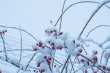 DSC_6346_1920