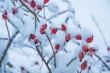 DSC_6348_1920
