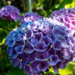 DSC_2313_2400