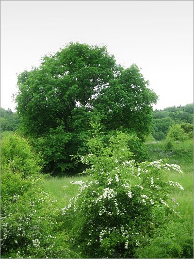 Frühlingserwachen im Klettgauland