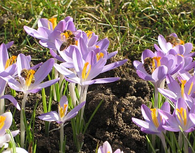 Die ersten Bienchen 2009