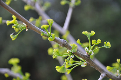 Ginkgo Biloba Ginkgo Biloba