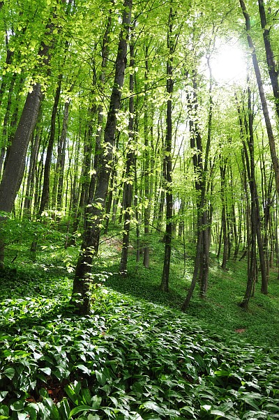 Sehr grüner Wald, fotografiert mit der Nikon D90