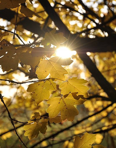 Herbst im Klettgauland 2009