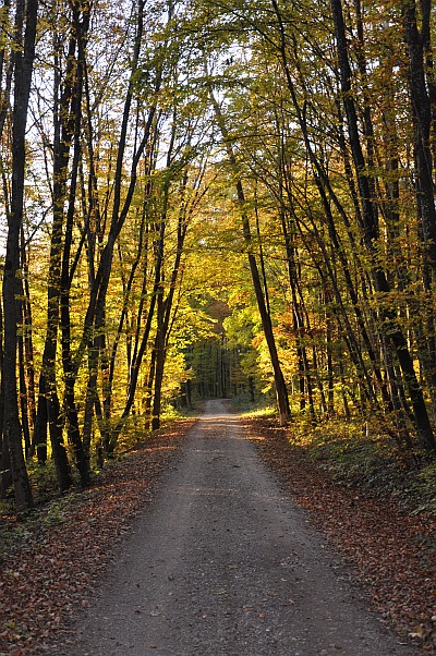 Herbstweg im Klettgau - prima geeignet zum Seifenkistenfahren...