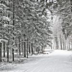 So schön kann Winter sein: winterlich verschneiter Wald bei Lauchringen, fotografiert von Hansjörg Dühning 2010.