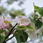 Ein Hauch von Frühling 2010