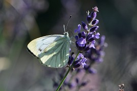 Weißling auf Lavendeldolde